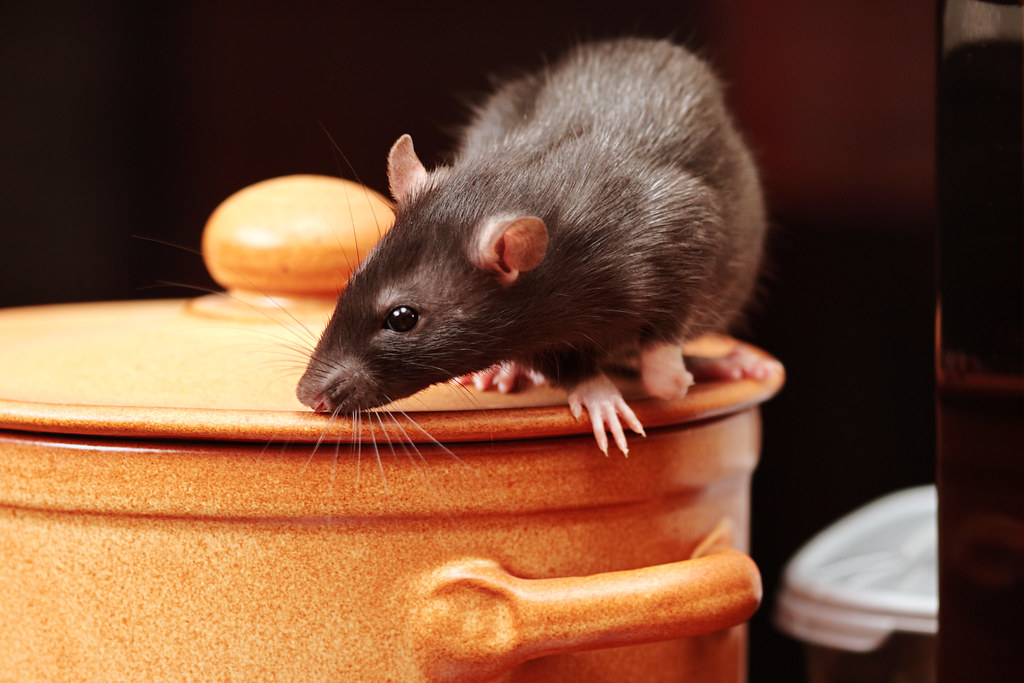 rat removal in Syracuse NY