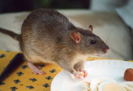 rat removal and rodent control