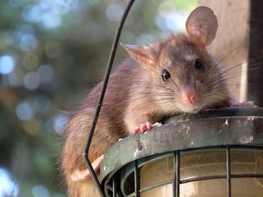 roof rat rodent control