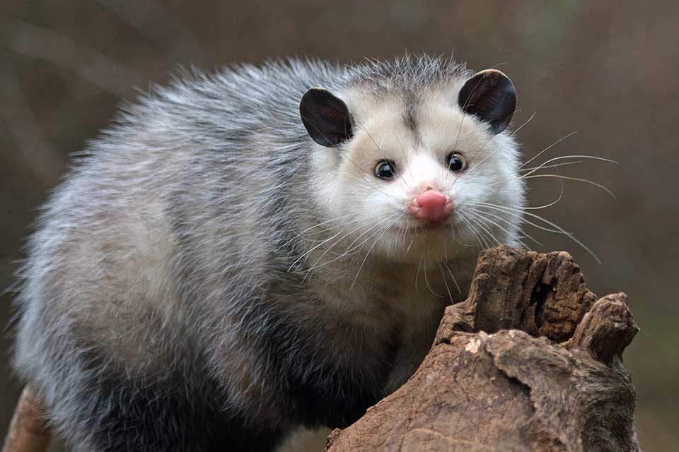 opossum removal