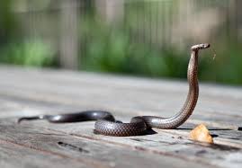 Best Snake Removal Services