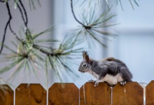 squirrel removal in syracuse NY