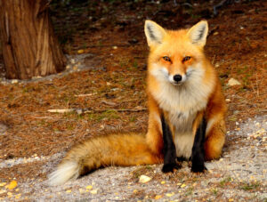 fox removal