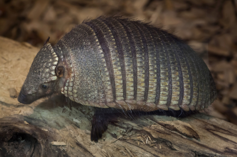 Armadillo Removal Rodent Control Now   Dreamstime S 81402796 